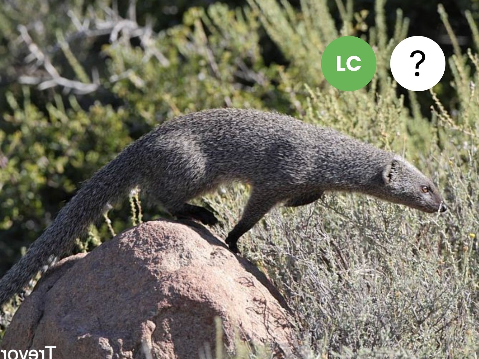 Cape Grey Mongoose