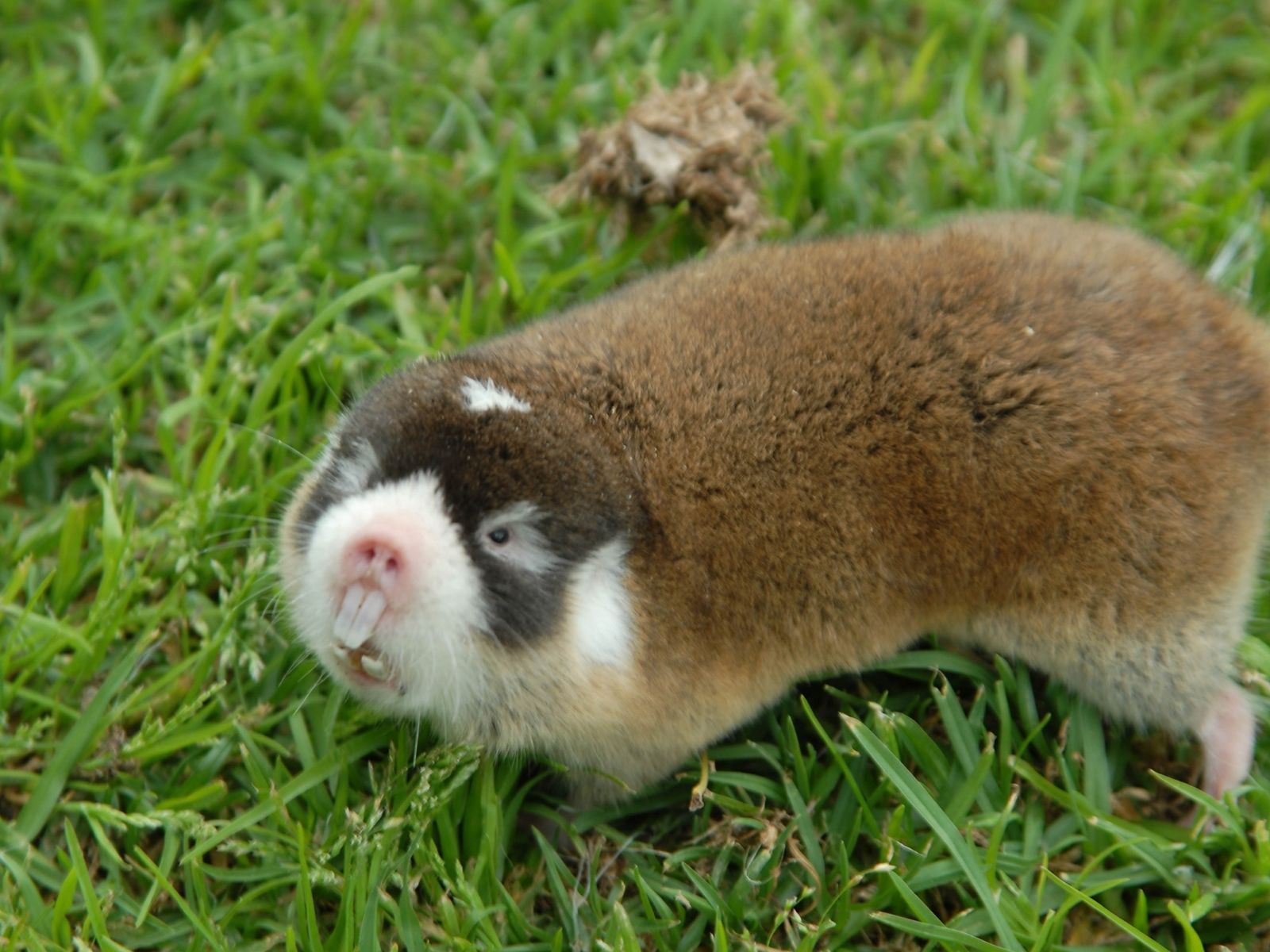 Bushveld elephant shrews Elephantulus intufi occur on Kalahari sands