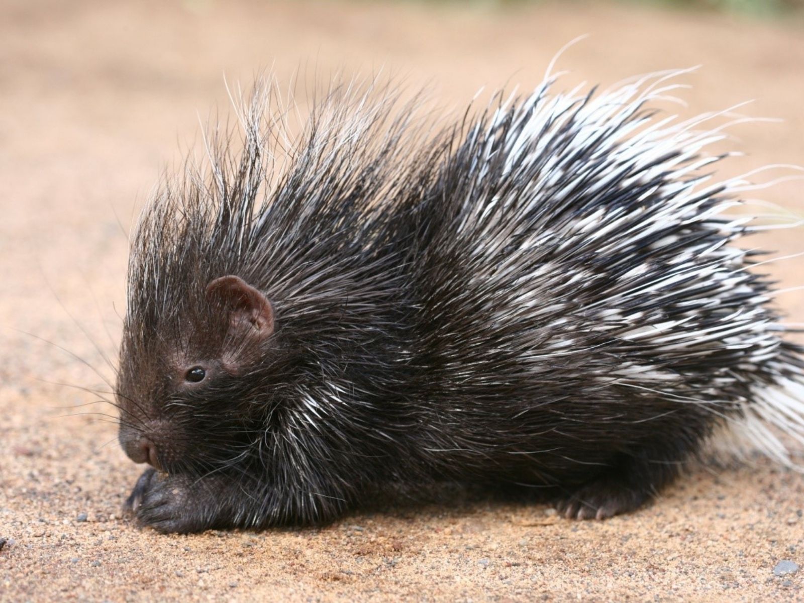 Bushveld elephant shrews Elephantulus intufi occur on Kalahari sands