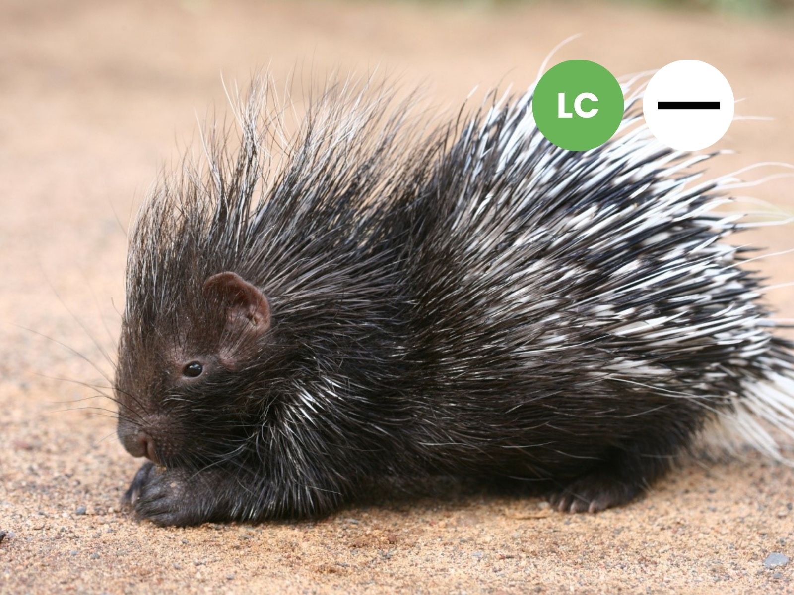 Cape Porcupine