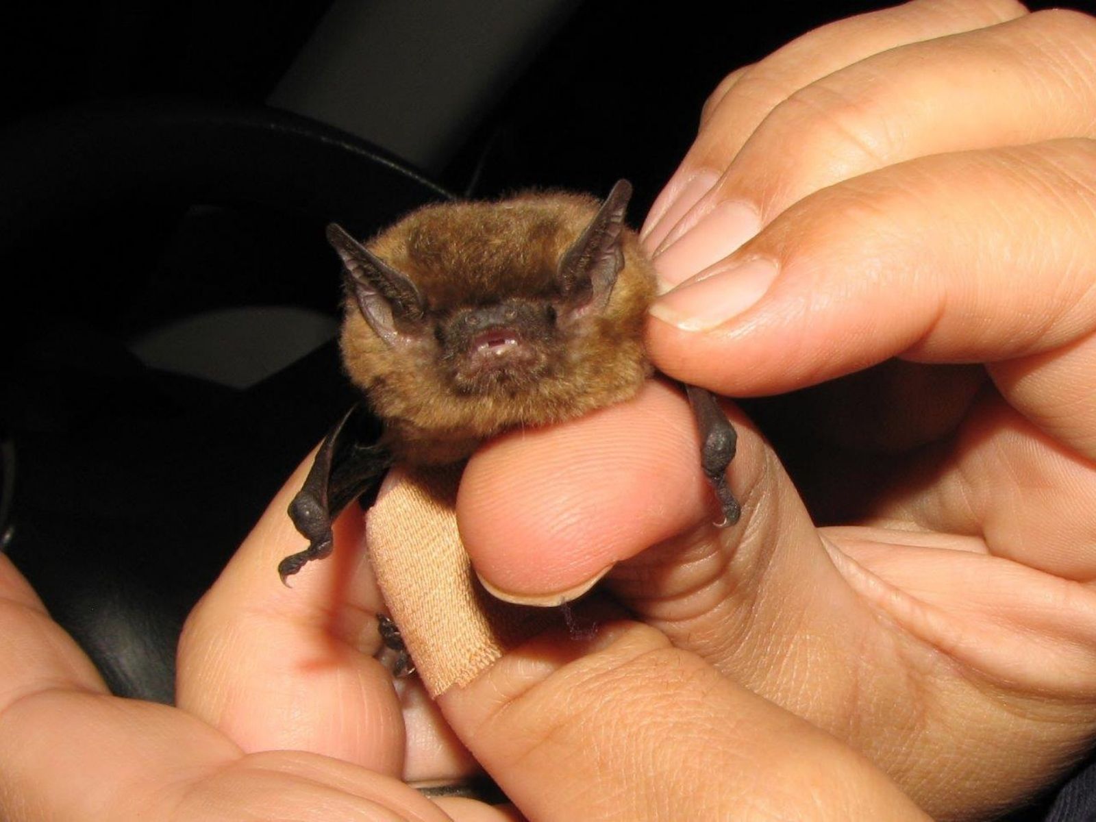 Bushveld elephant shrews Elephantulus intufi occur on Kalahari sands