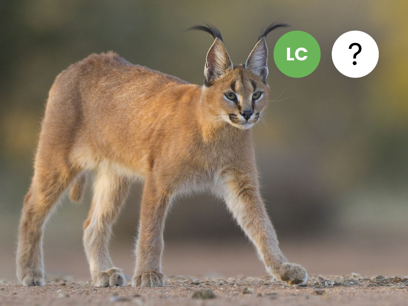 Caracal