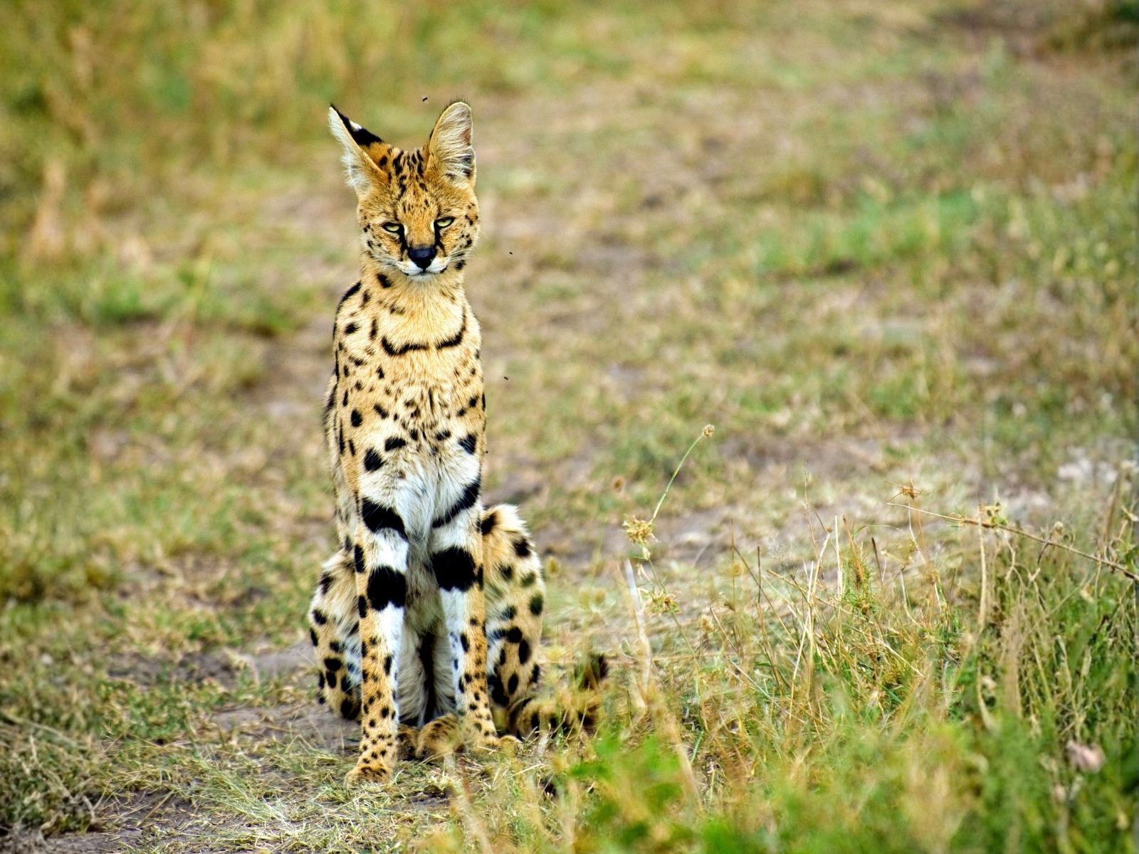 Bushveld elephant shrews Elephantulus intufi occur on Kalahari sands