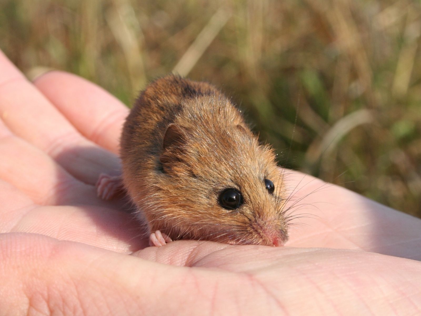 Bushveld elephant shrews Elephantulus intufi occur on Kalahari sands