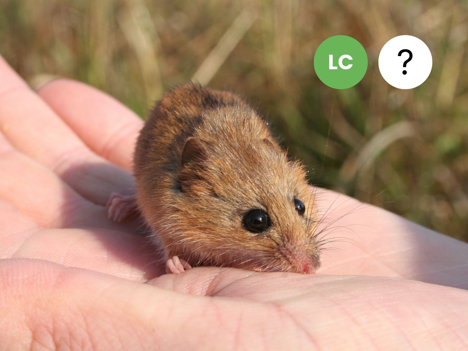Chestnut Climbing Mouse