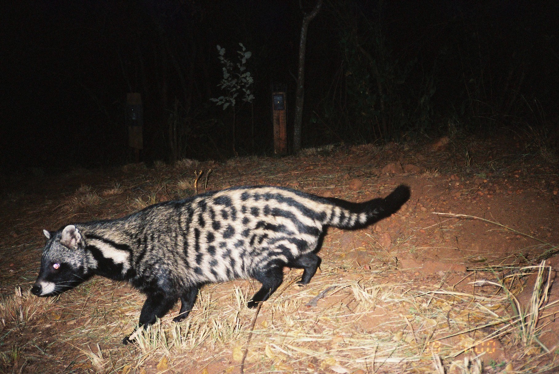 Bushveld elephant shrews Elephantulus intufi occur on Kalahari sands