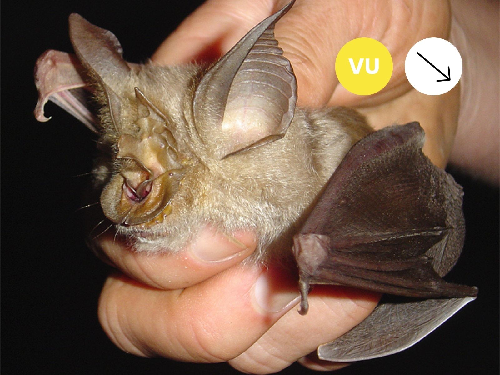 Cohen’s Horseshoe Bat