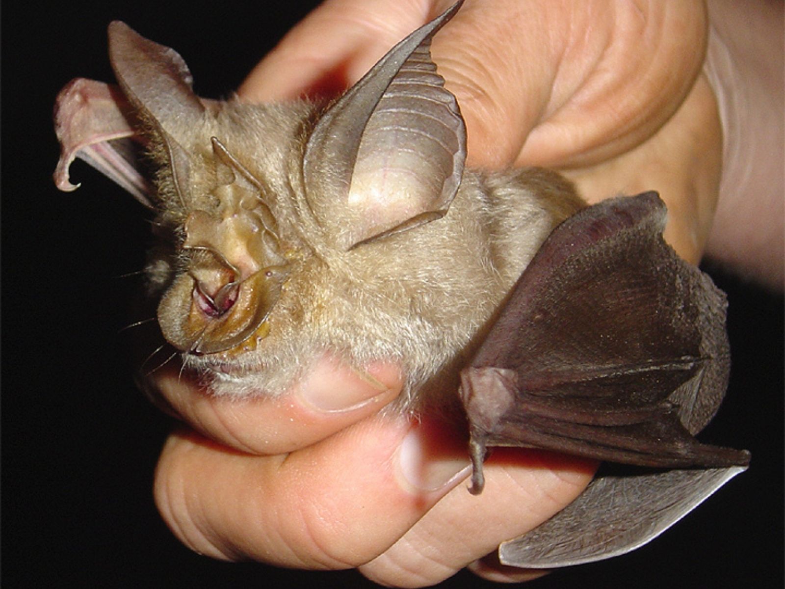 Bushveld elephant shrews Elephantulus intufi occur on Kalahari sands