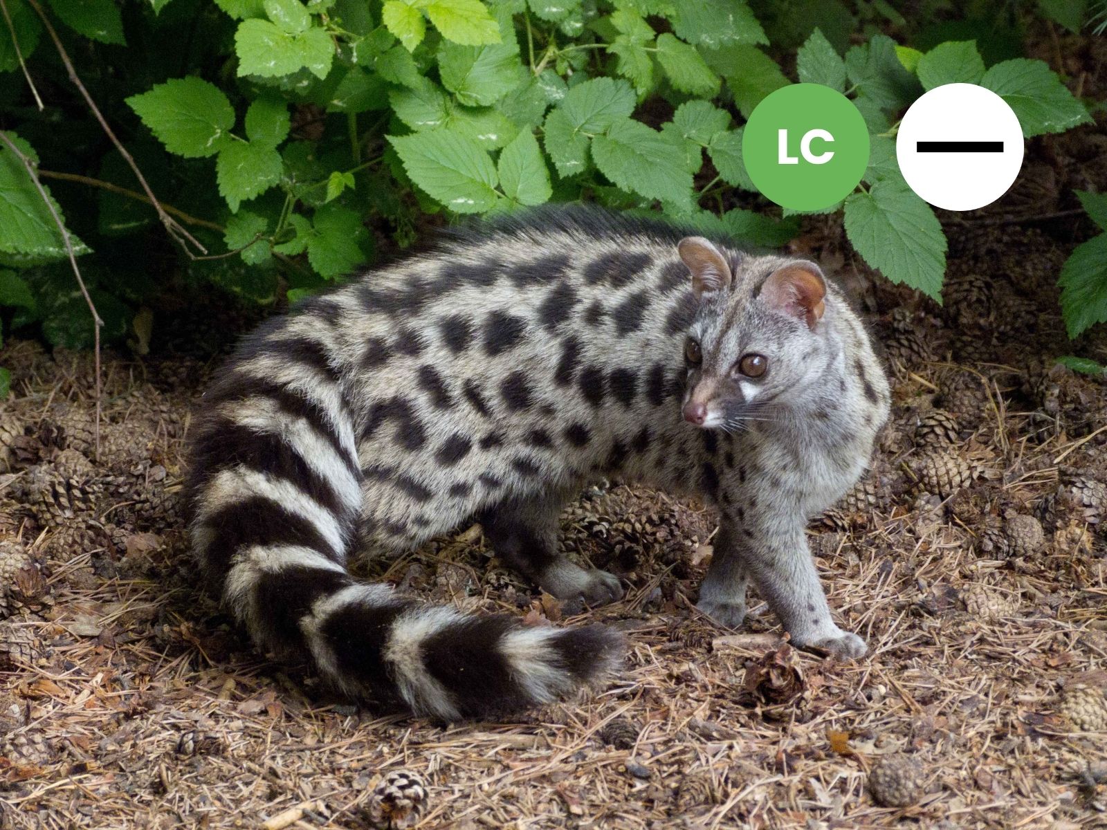 Small-spotted Genet