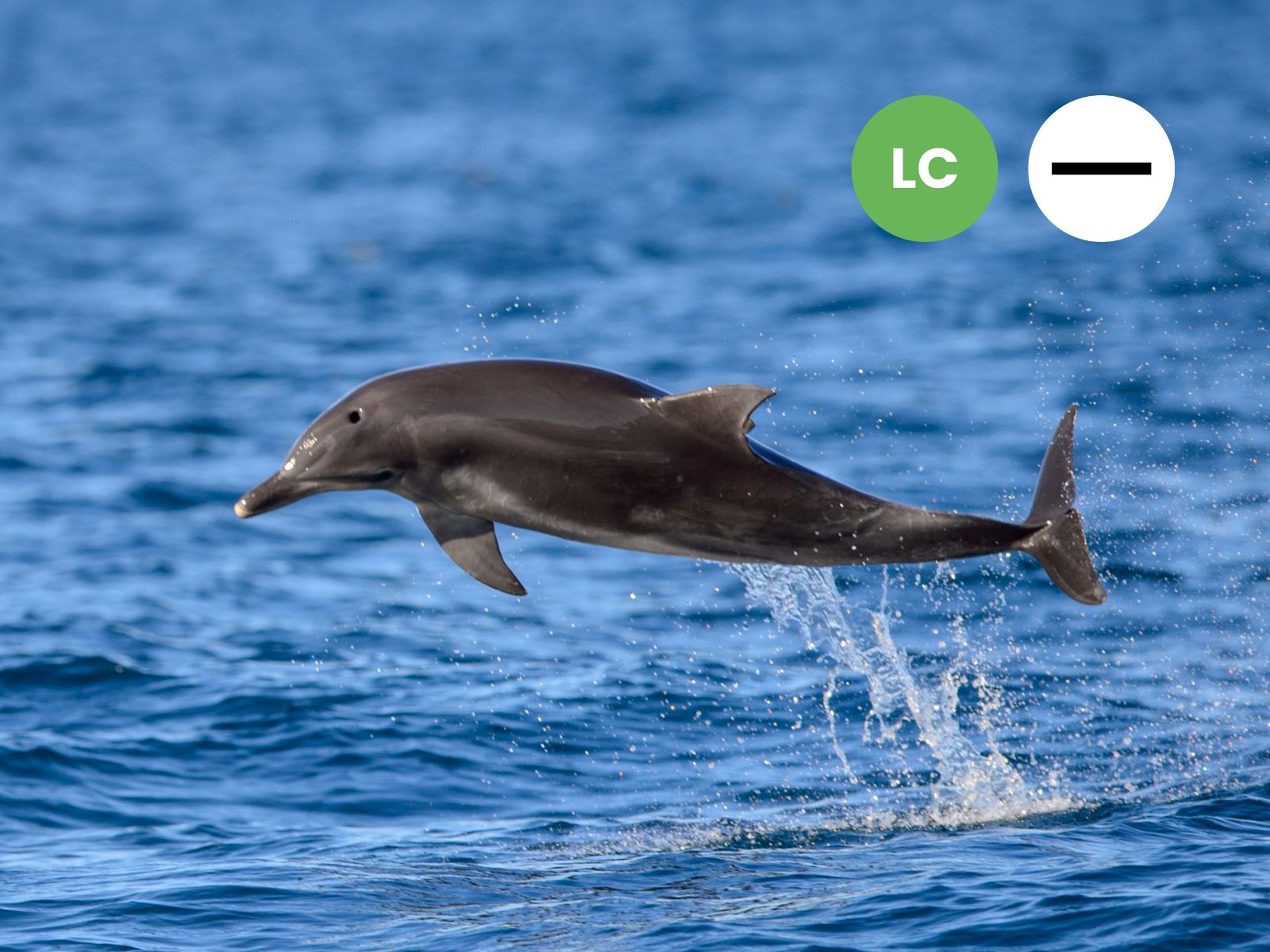 Common Bottlenose Dolphin