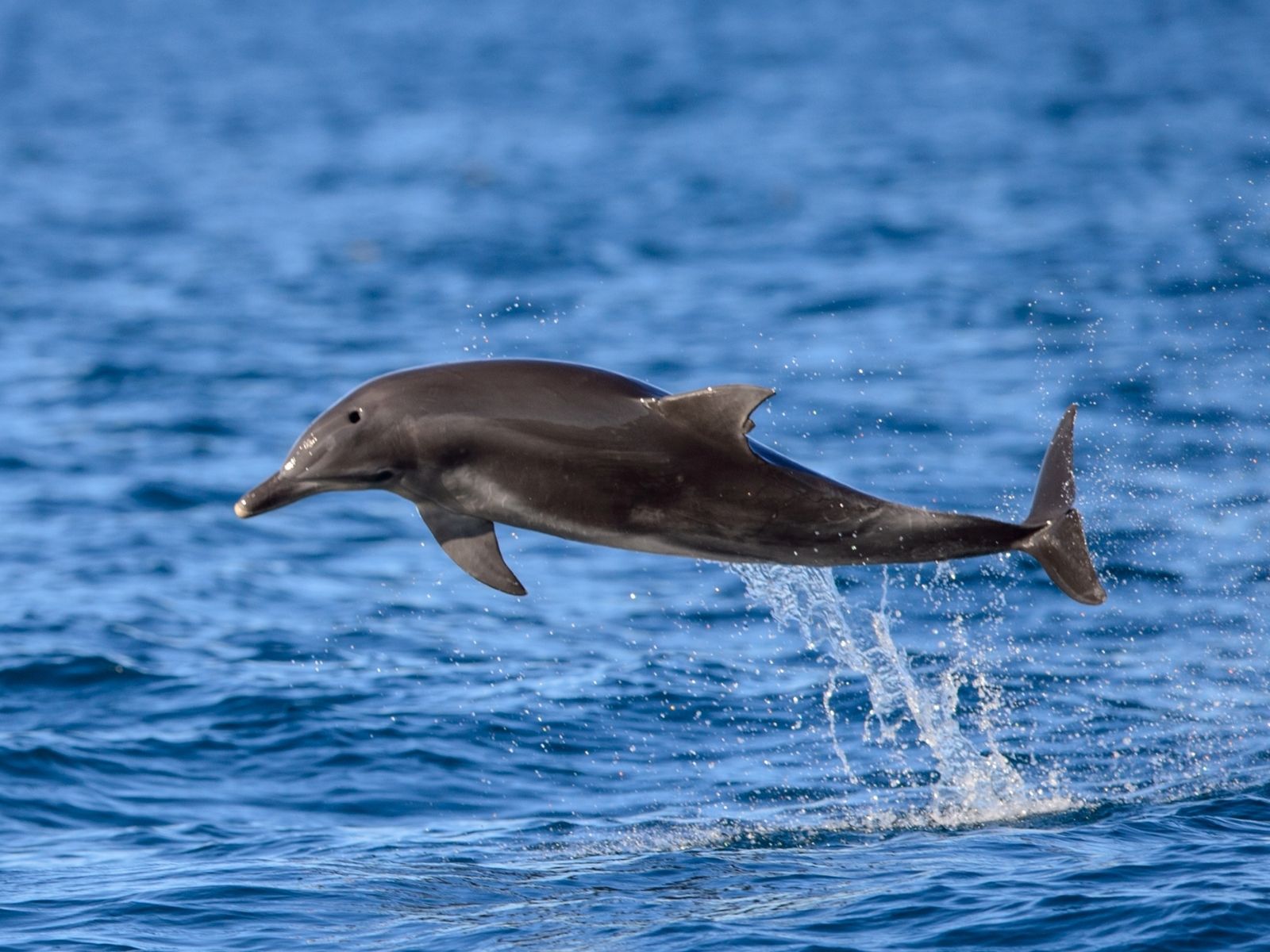 Bushveld elephant shrews Elephantulus intufi occur on Kalahari sands