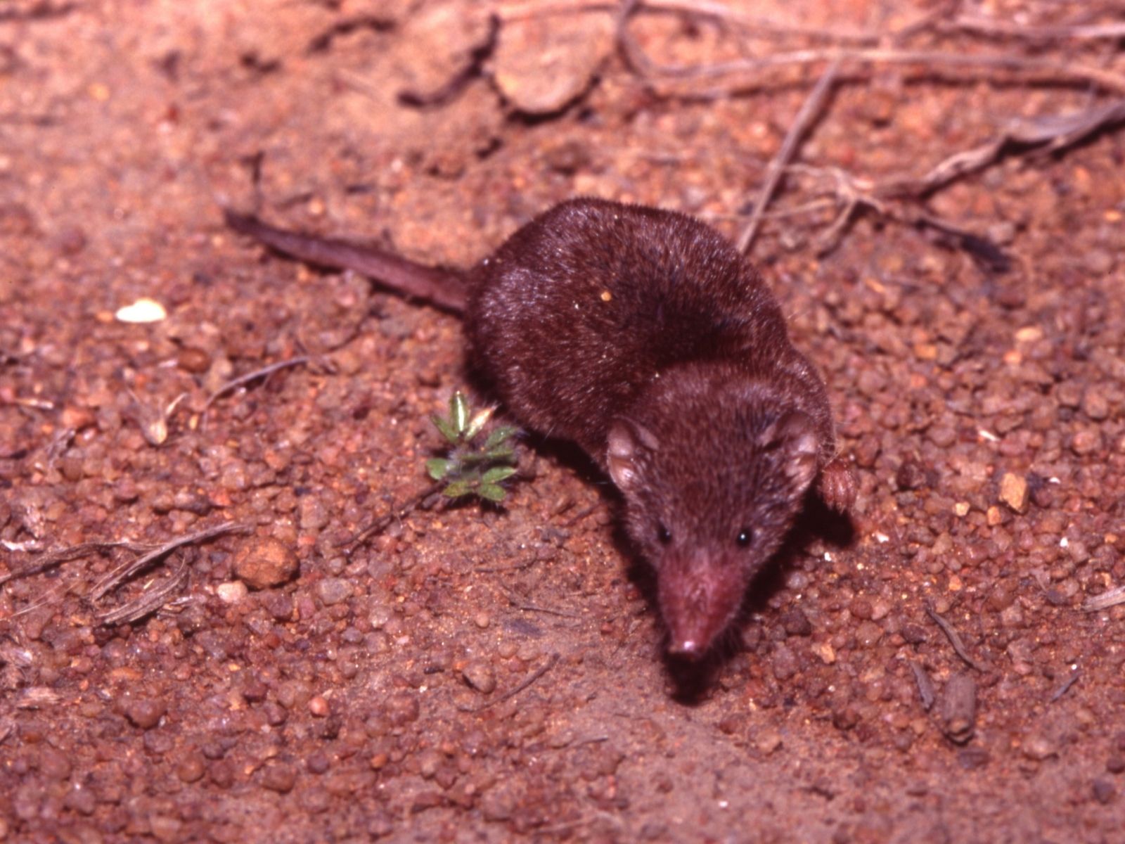 Bushveld elephant shrews Elephantulus intufi occur on Kalahari sands