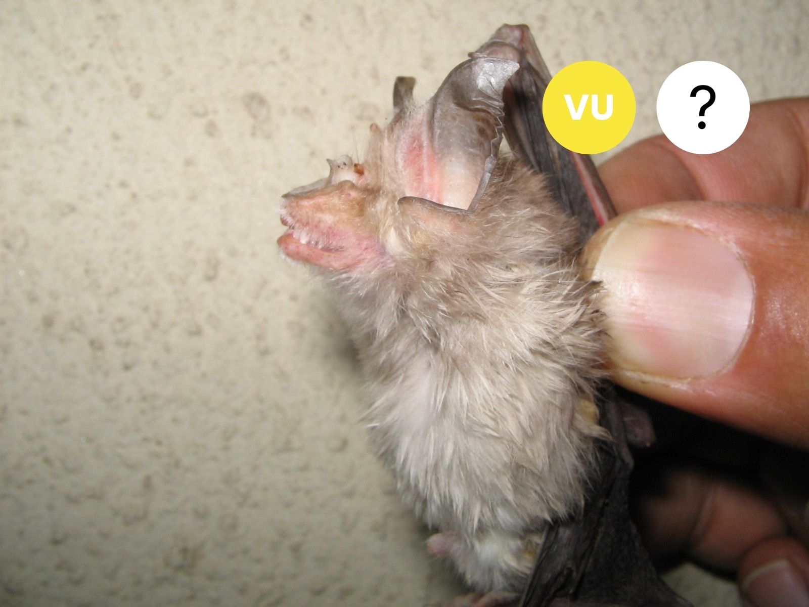 Damara Horseshoe Bat