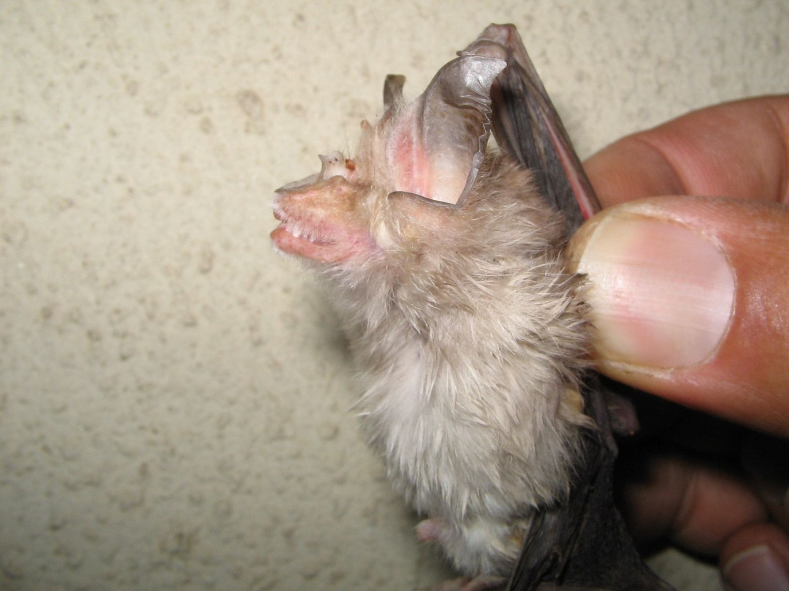 Bushveld elephant shrews Elephantulus intufi occur on Kalahari sands