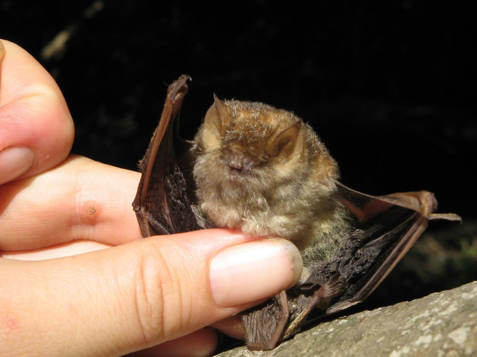 Bushveld elephant shrews Elephantulus intufi occur on Kalahari sands