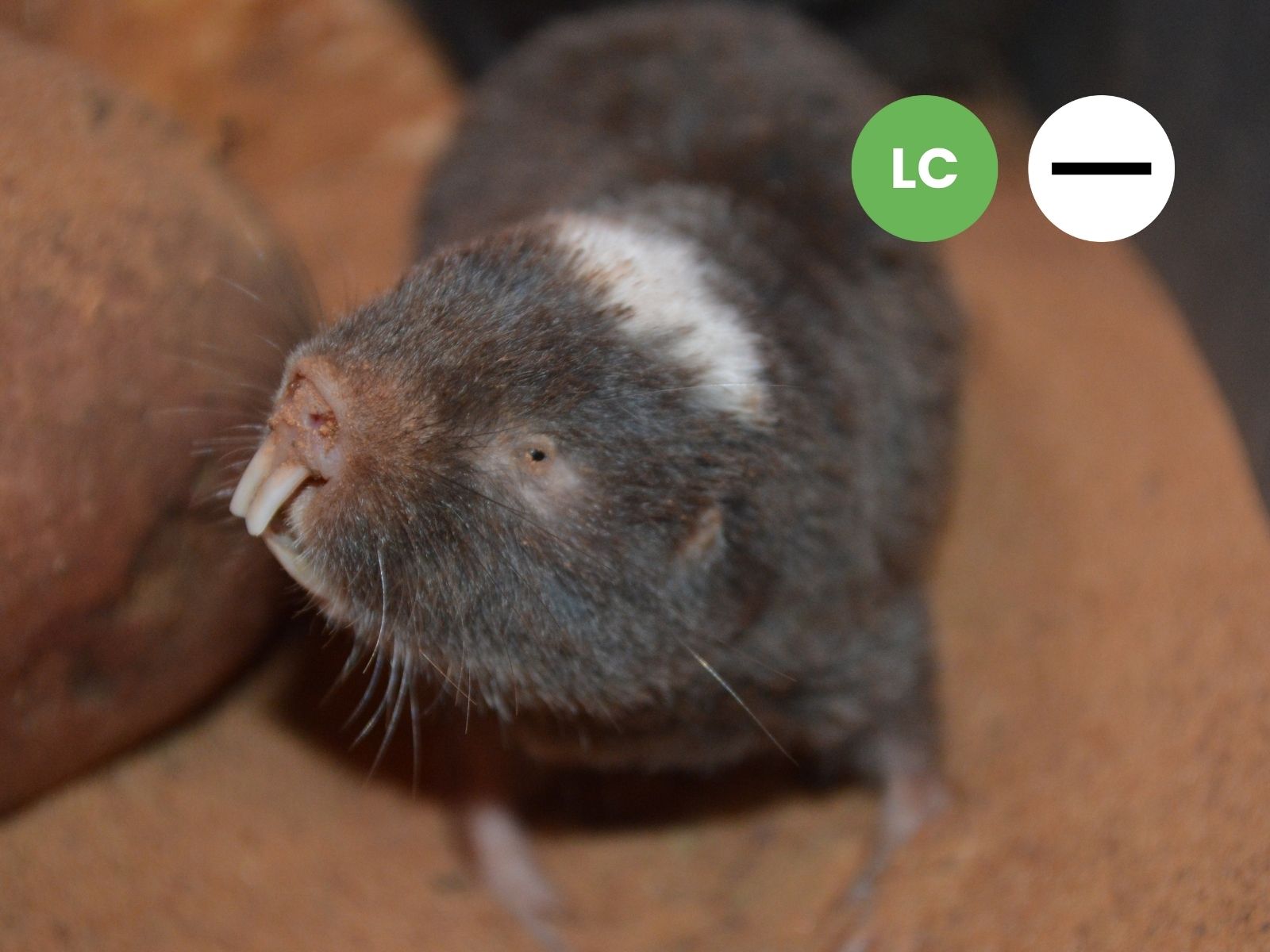 Damaraland Mole-rat