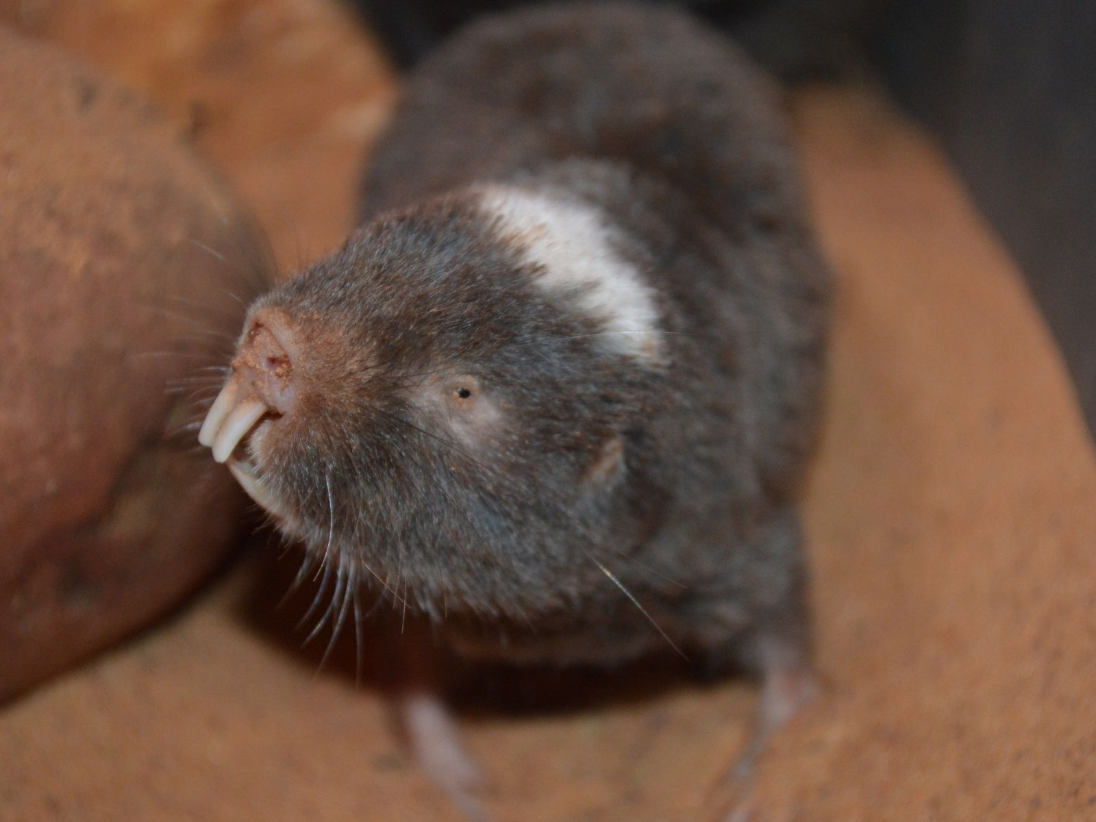 Bushveld elephant shrews Elephantulus intufi occur on Kalahari sands