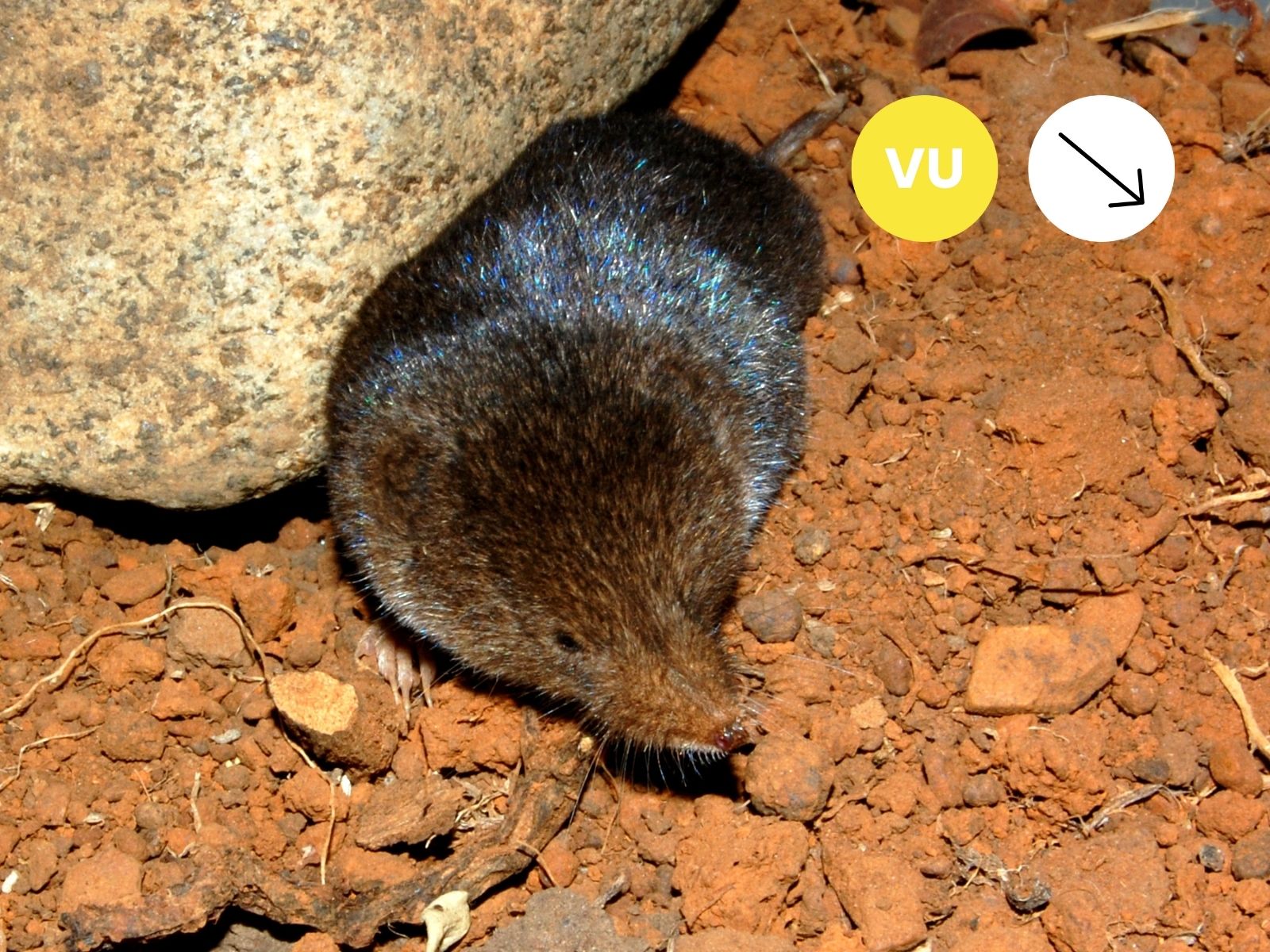 Dark-footed Forest Shrew
