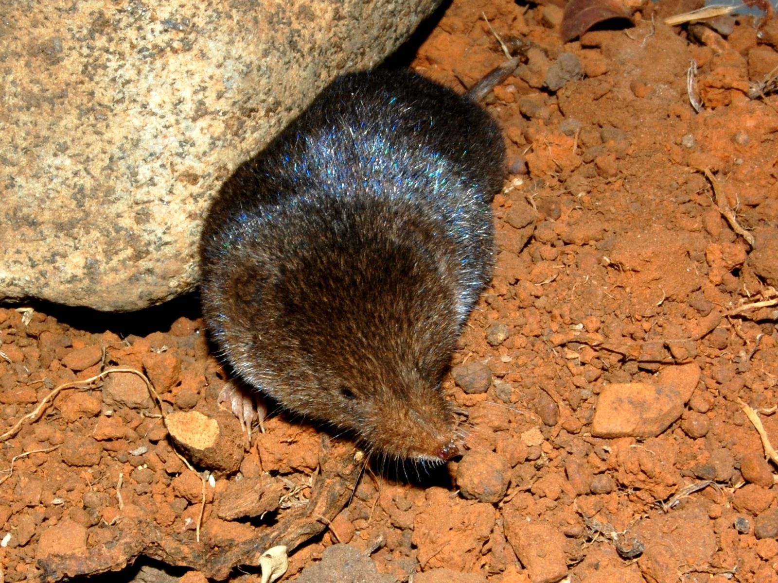Bushveld elephant shrews Elephantulus intufi occur on Kalahari sands