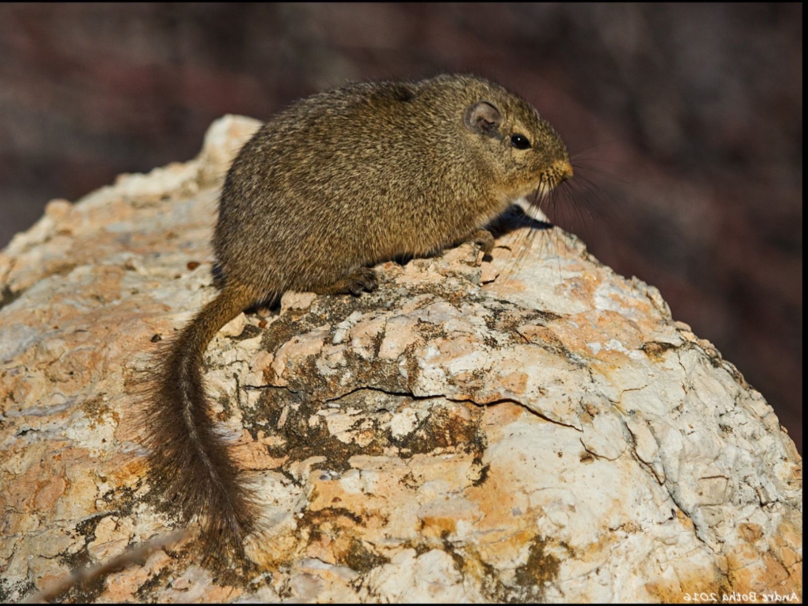 Bushveld elephant shrews Elephantulus intufi occur on Kalahari sands
