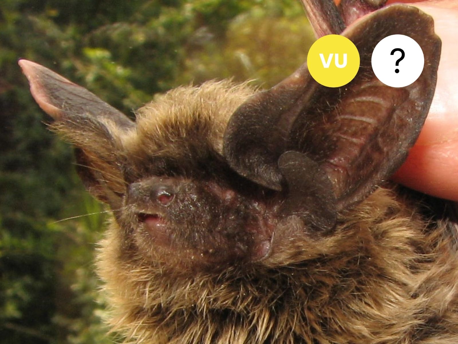 Laephotis cf. wintoni