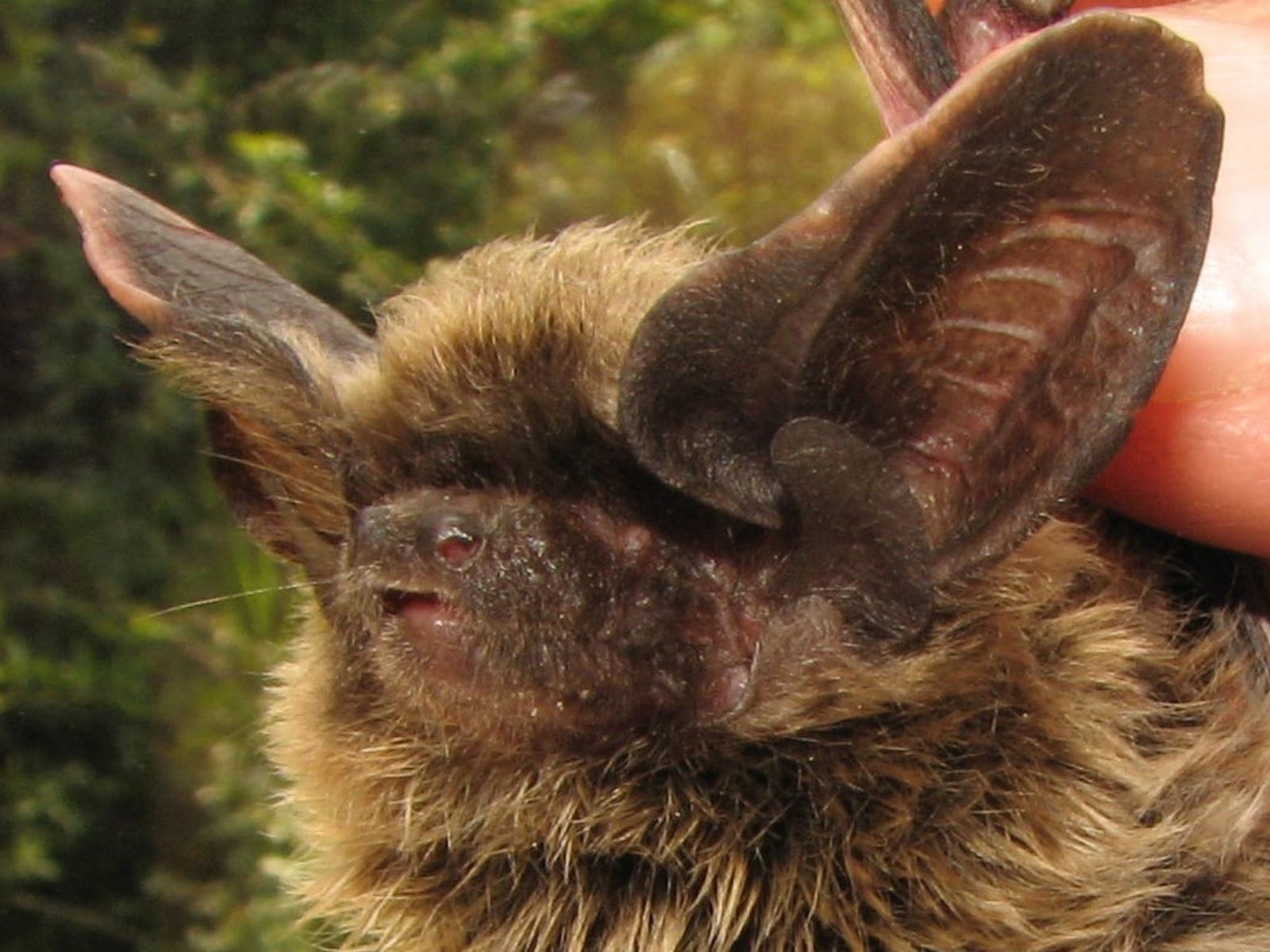 Bushveld elephant shrews Elephantulus intufi occur on Kalahari sands