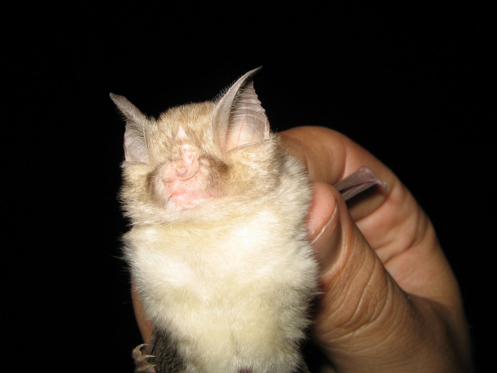 Bushveld elephant shrews Elephantulus intufi occur on Kalahari sands