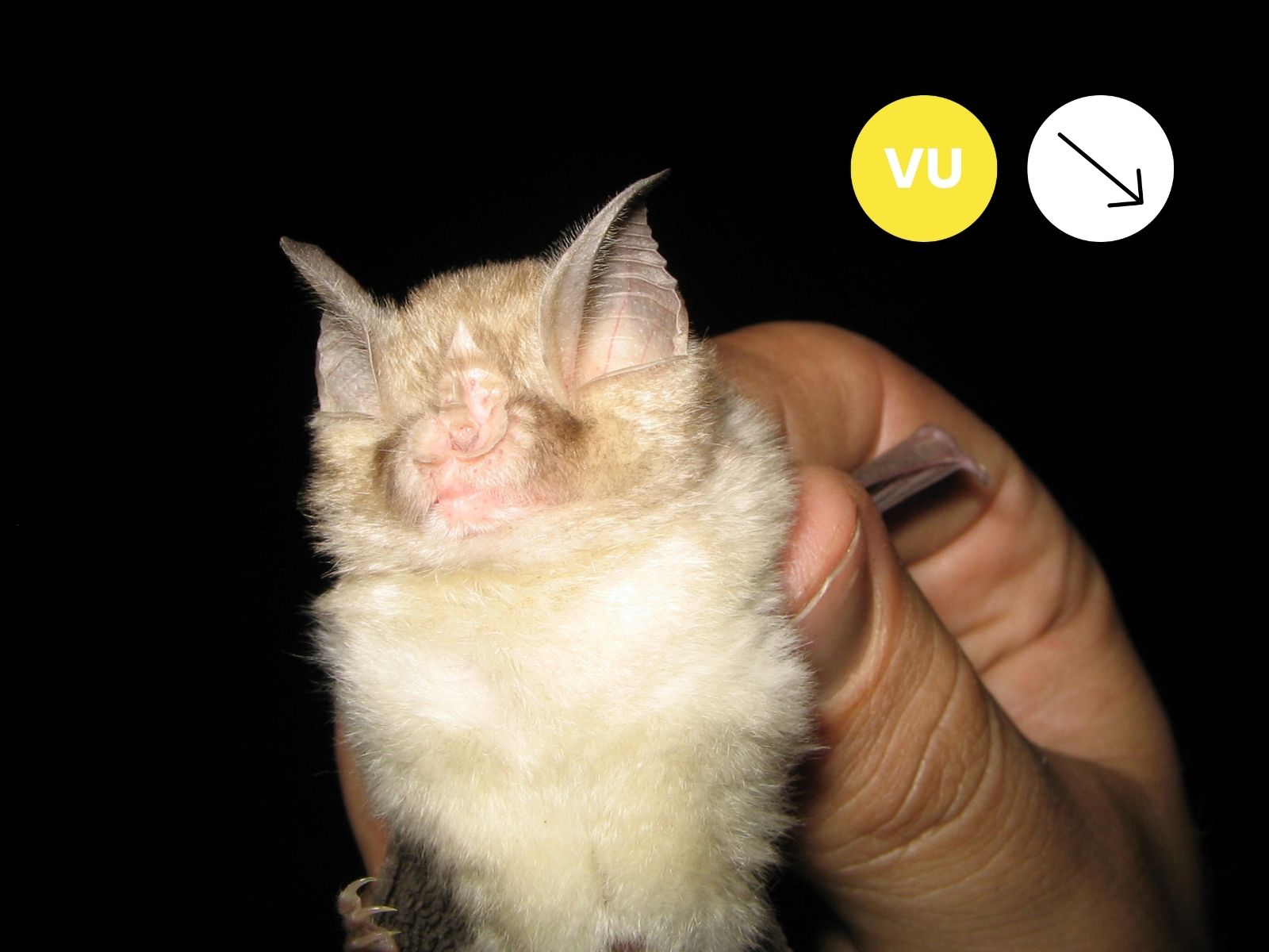 Dent’s Horseshoe Bat