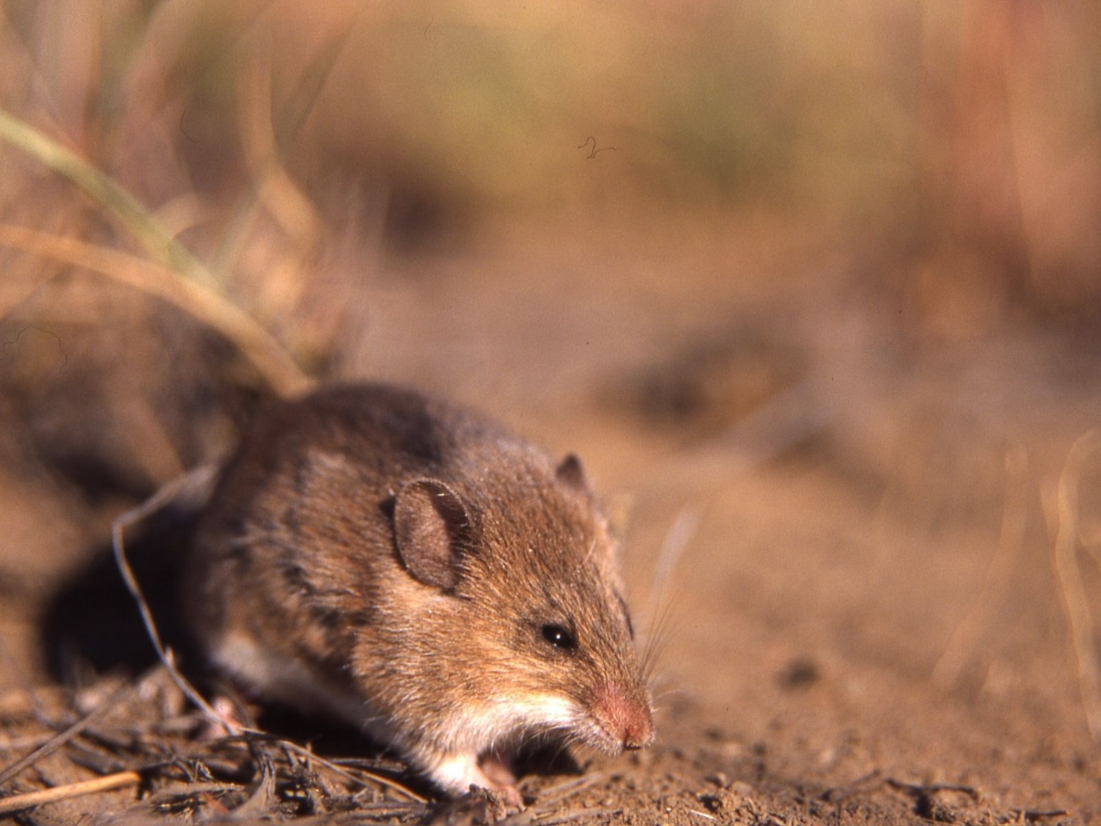 Bushveld elephant shrews Elephantulus intufi occur on Kalahari sands