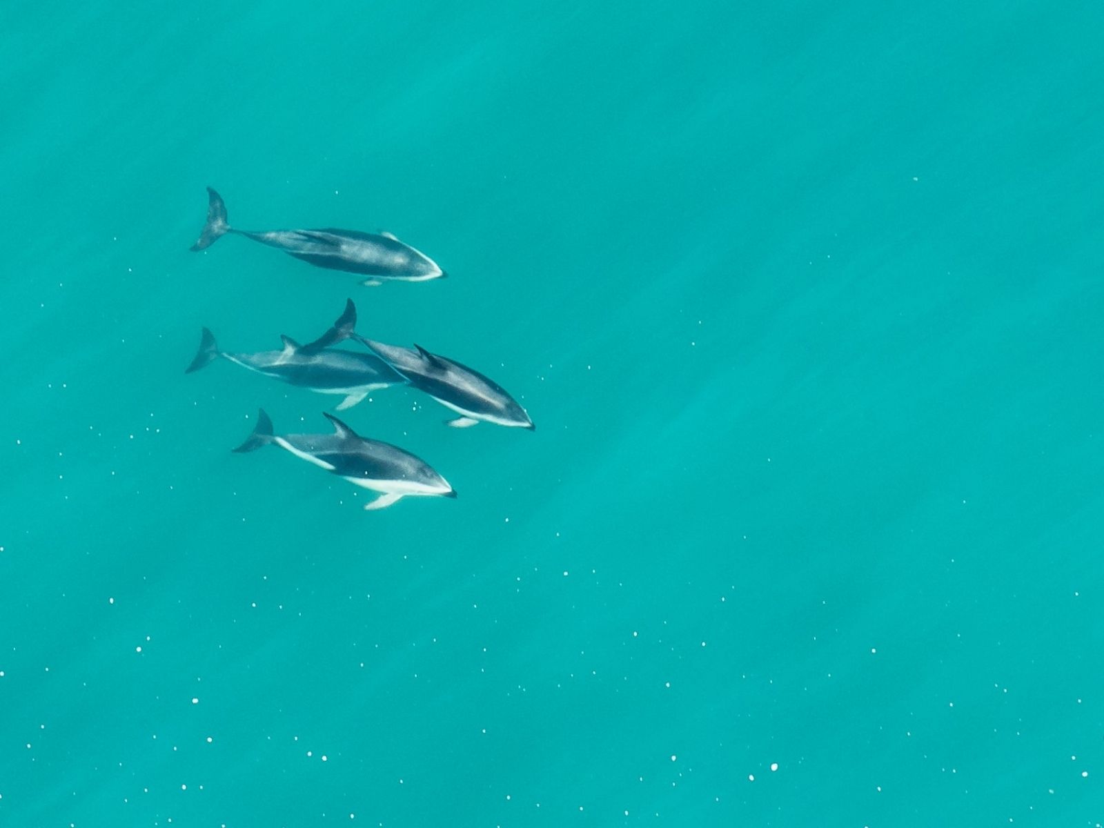 Bushveld elephant shrews Elephantulus intufi occur on Kalahari sands