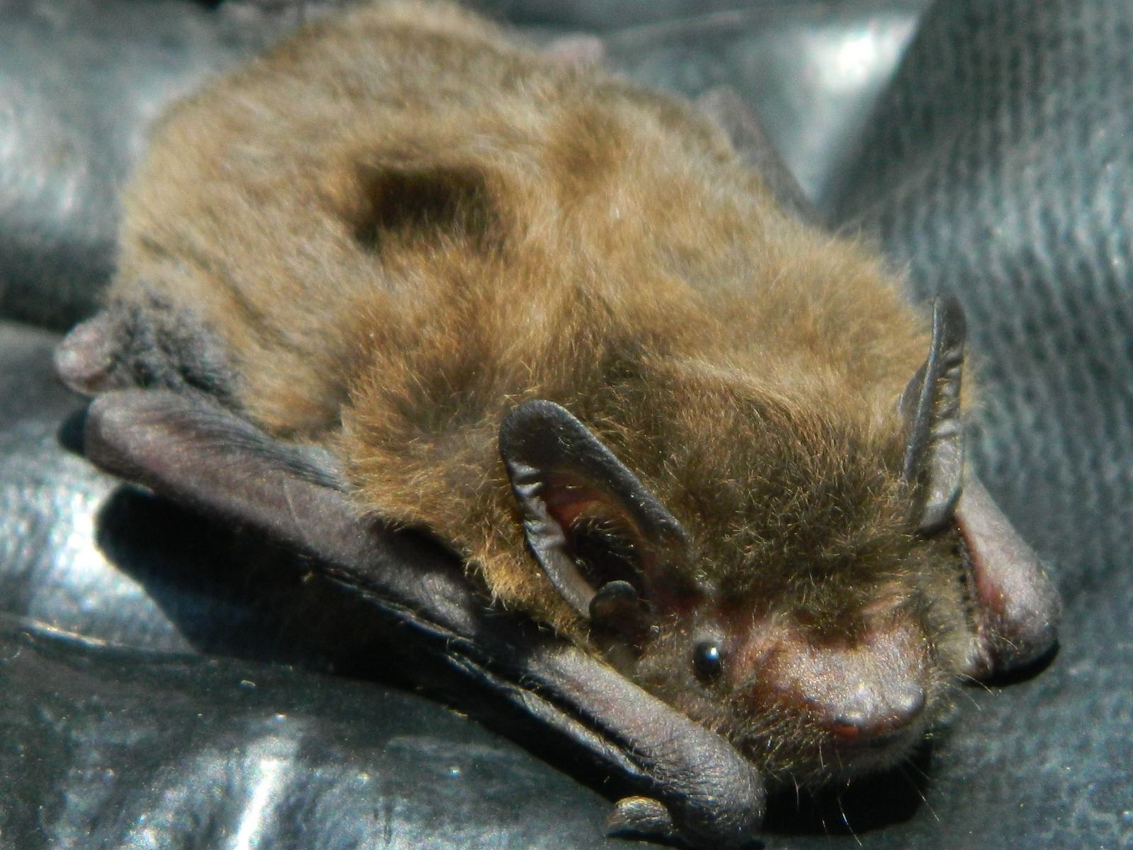 Bushveld elephant shrews Elephantulus intufi occur on Kalahari sands
