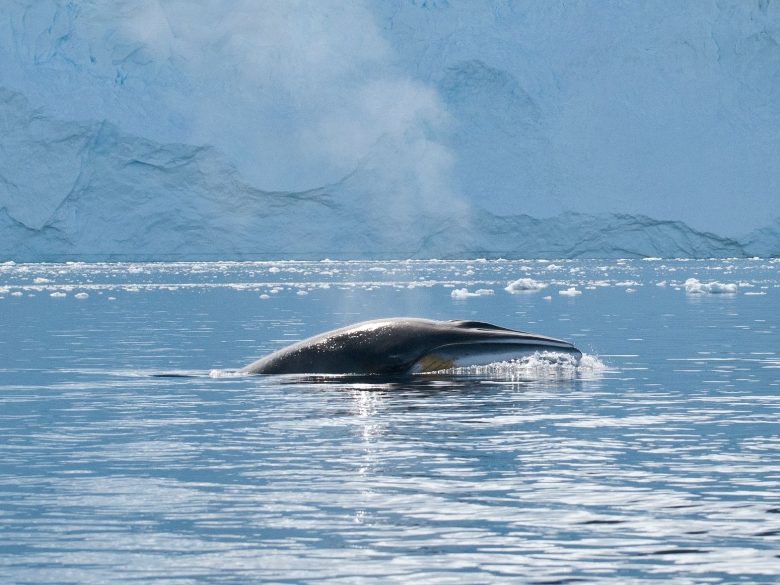 Bushveld elephant shrews Elephantulus intufi occur on Kalahari sands