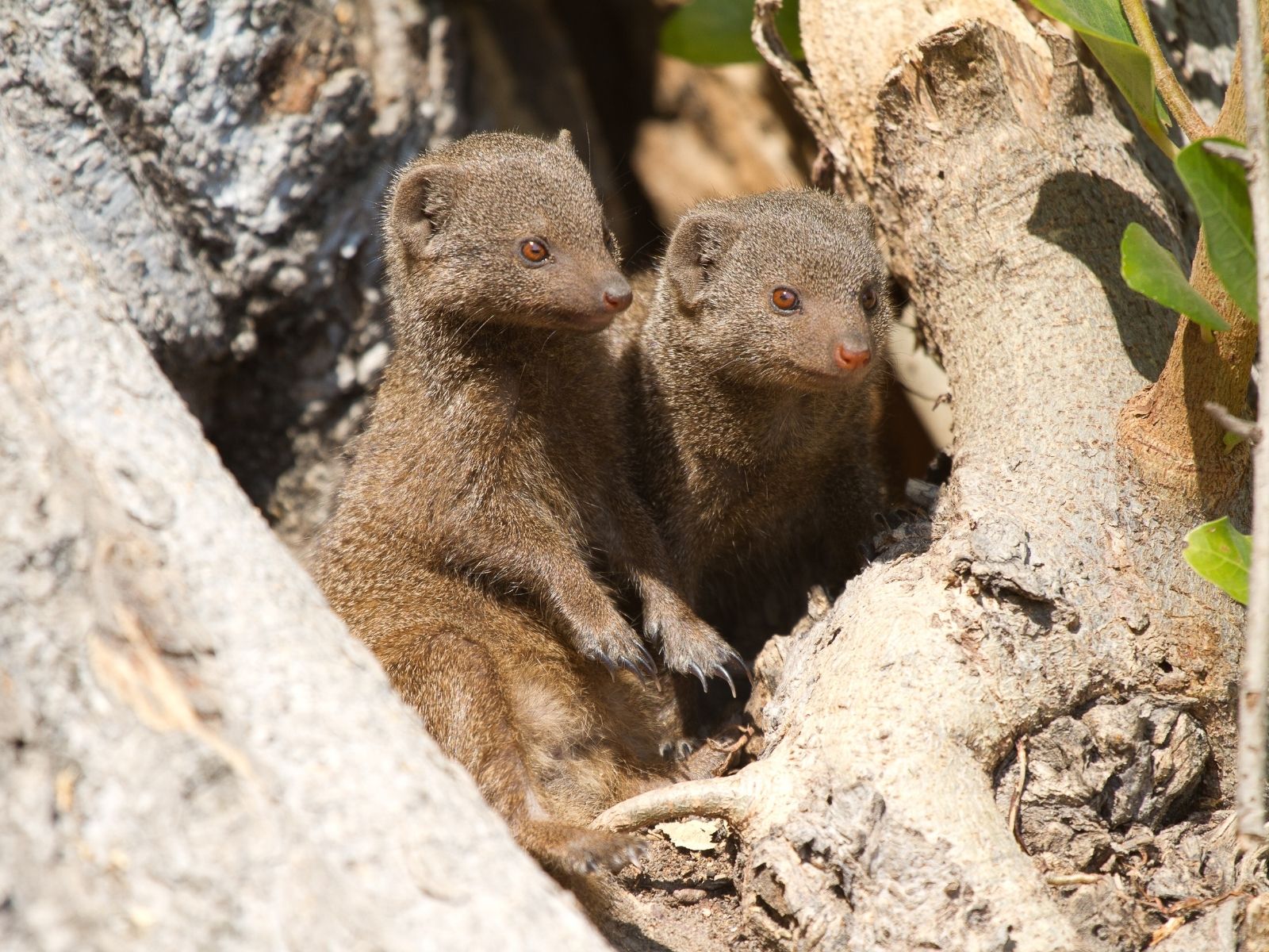 Bushveld elephant shrews Elephantulus intufi occur on Kalahari sands