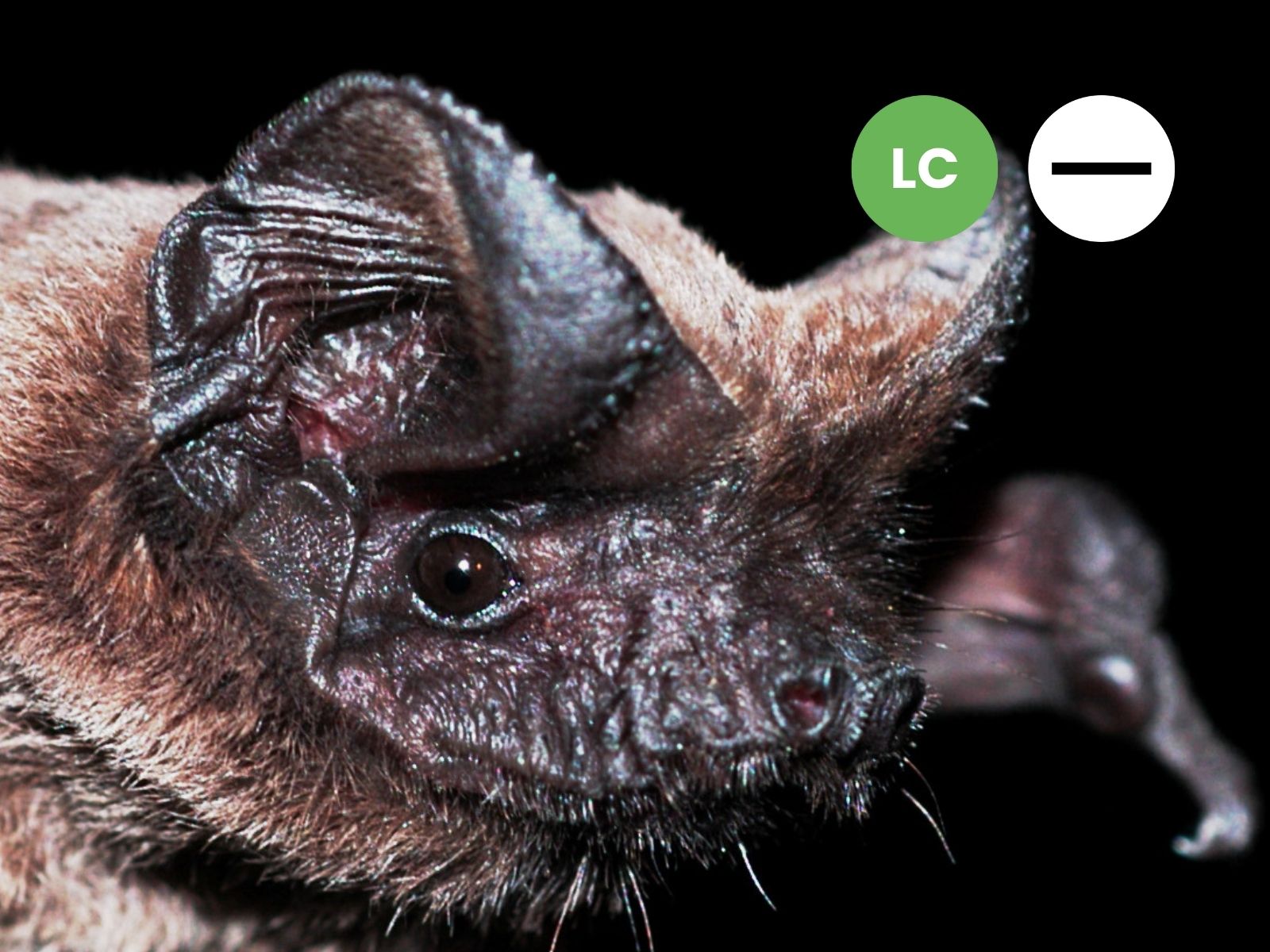 Egyptian Free-tailed Bat