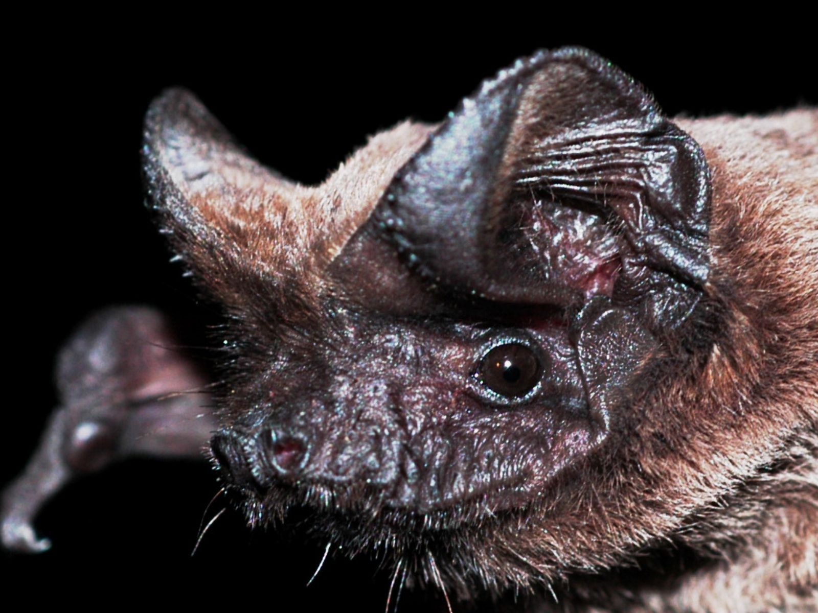 Bushveld elephant shrews Elephantulus intufi occur on Kalahari sands