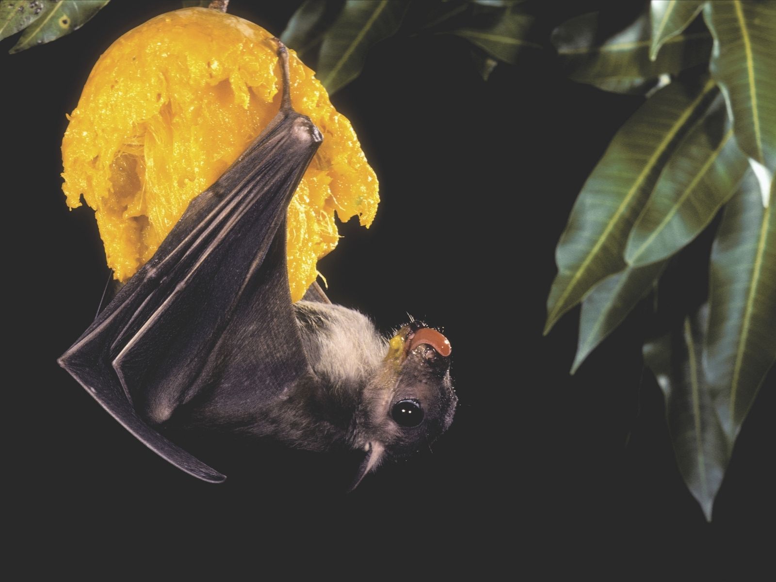 Bushveld elephant shrews Elephantulus intufi occur on Kalahari sands