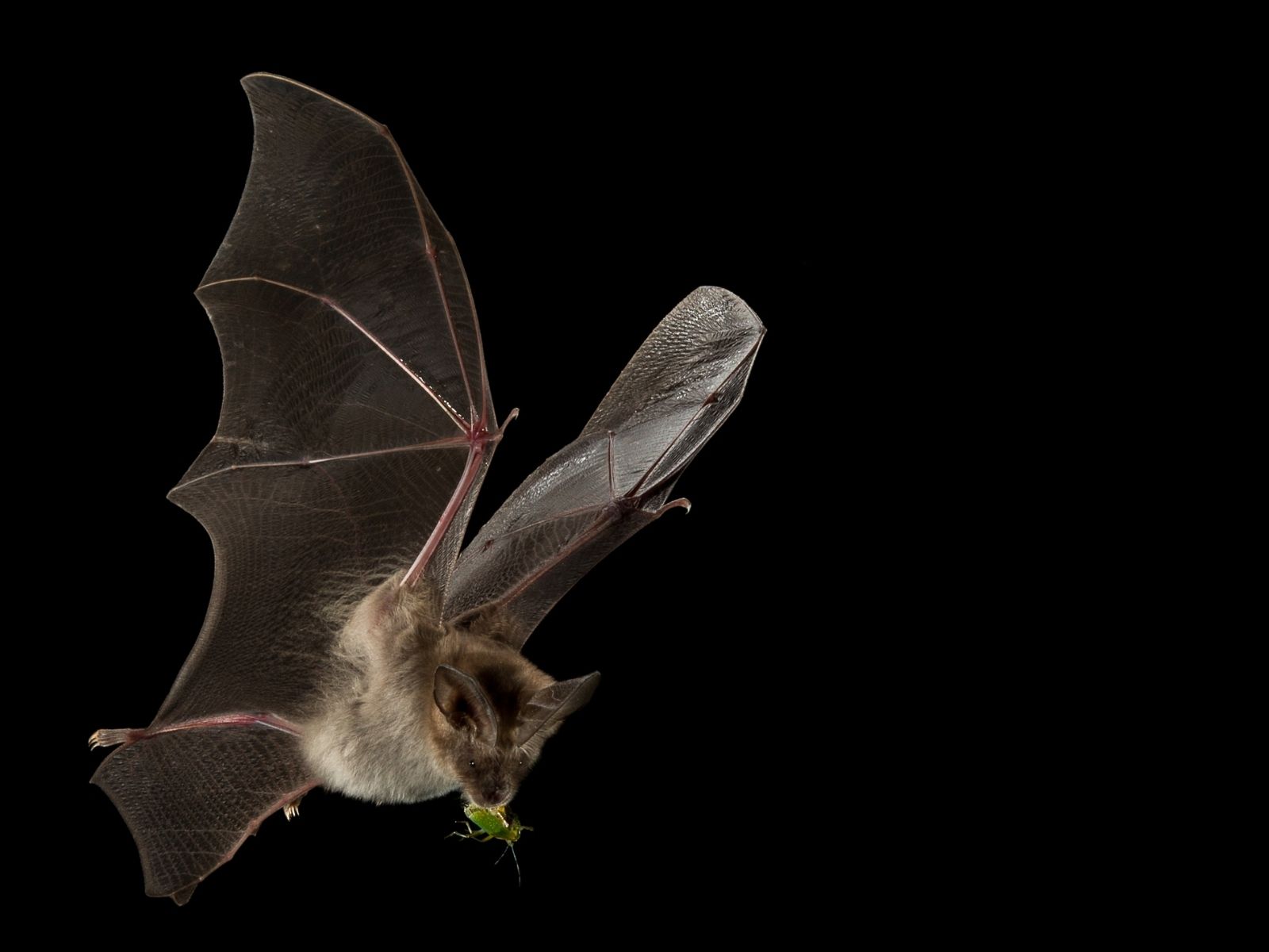 Bushveld elephant shrews Elephantulus intufi occur on Kalahari sands