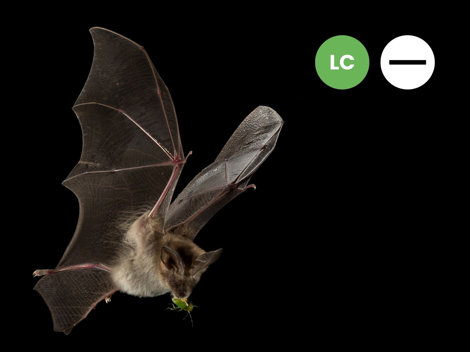 Egyptian Slit-faced Bat