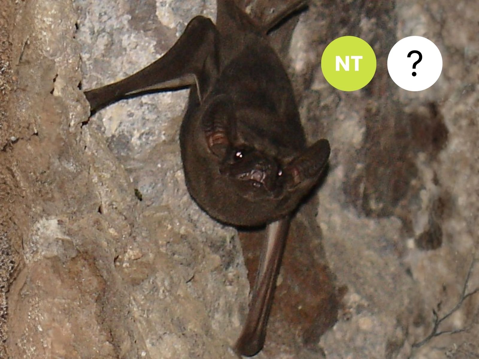 Egyptian Tomb Bat