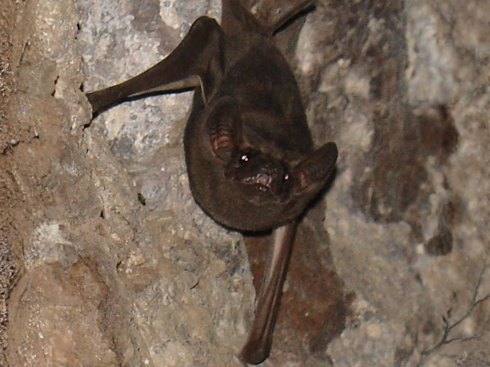 Bushveld elephant shrews Elephantulus intufi occur on Kalahari sands