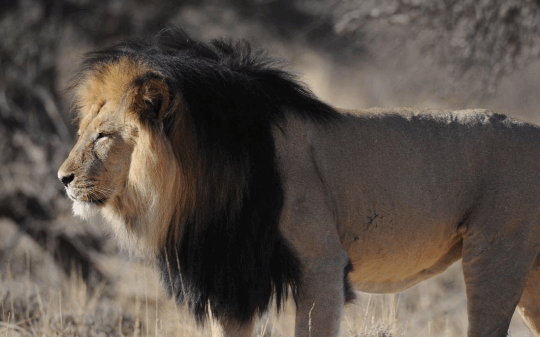 From Conflict to Climate – What is Threatening Lions in Africa?