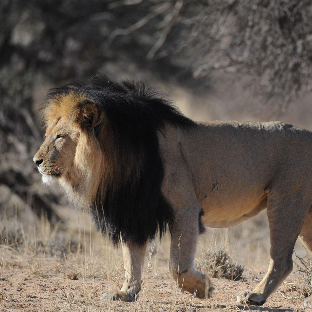 From Conflict to Climate – What is Threatening Lions in Africa?