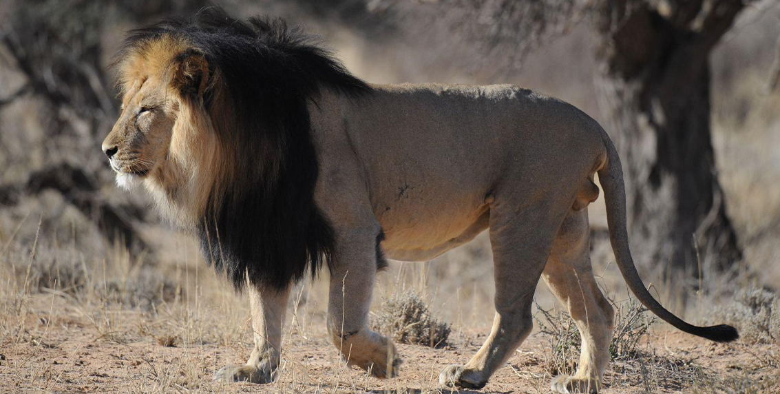 African lion in habitat highlighting threats to lions in Africa
