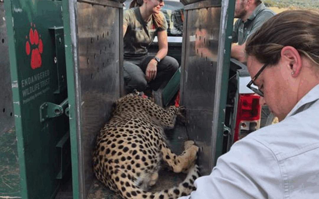 A New Chapter for Pilanesberg’s Cheetahs