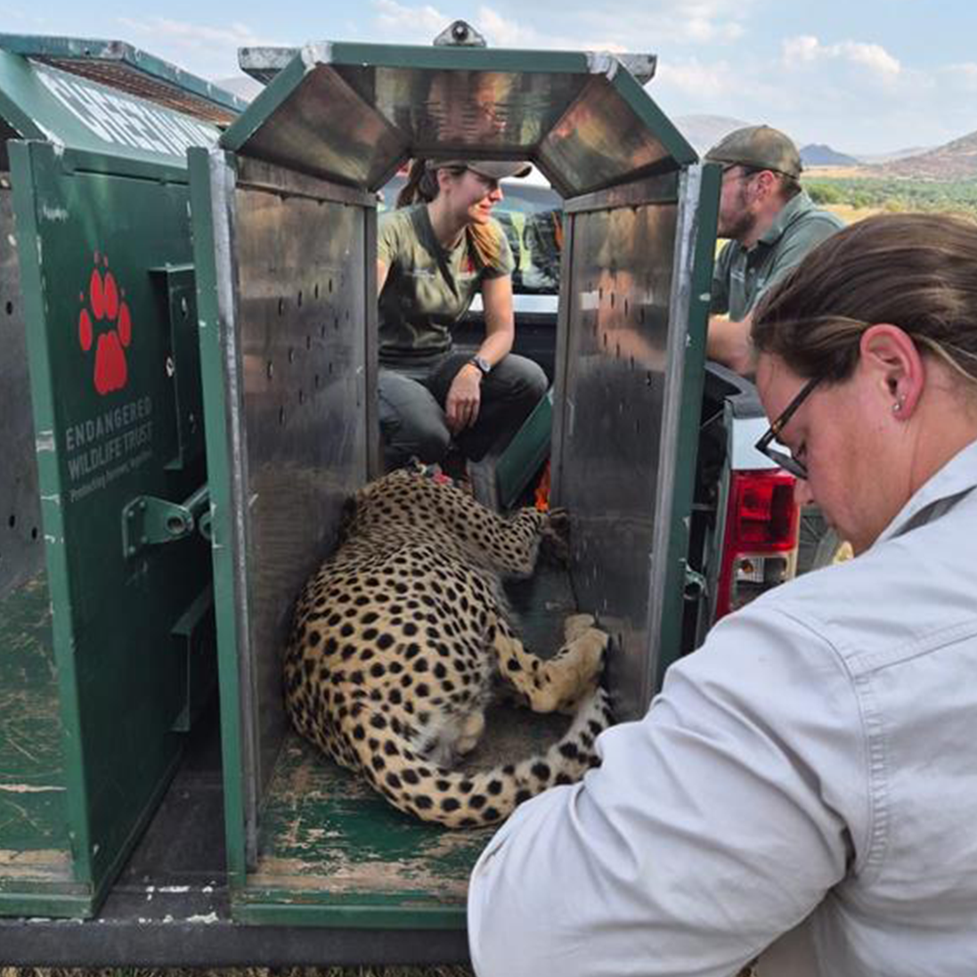 A New Chapter for Pilanesberg’s Cheetahs