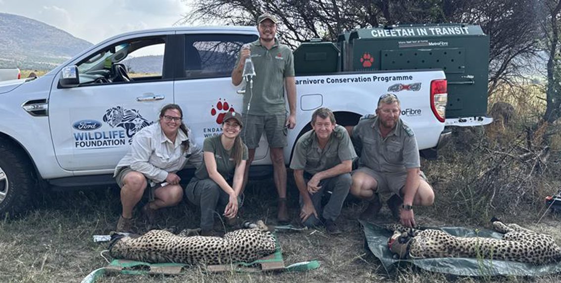 EWT team capturing cheetahs for relocation