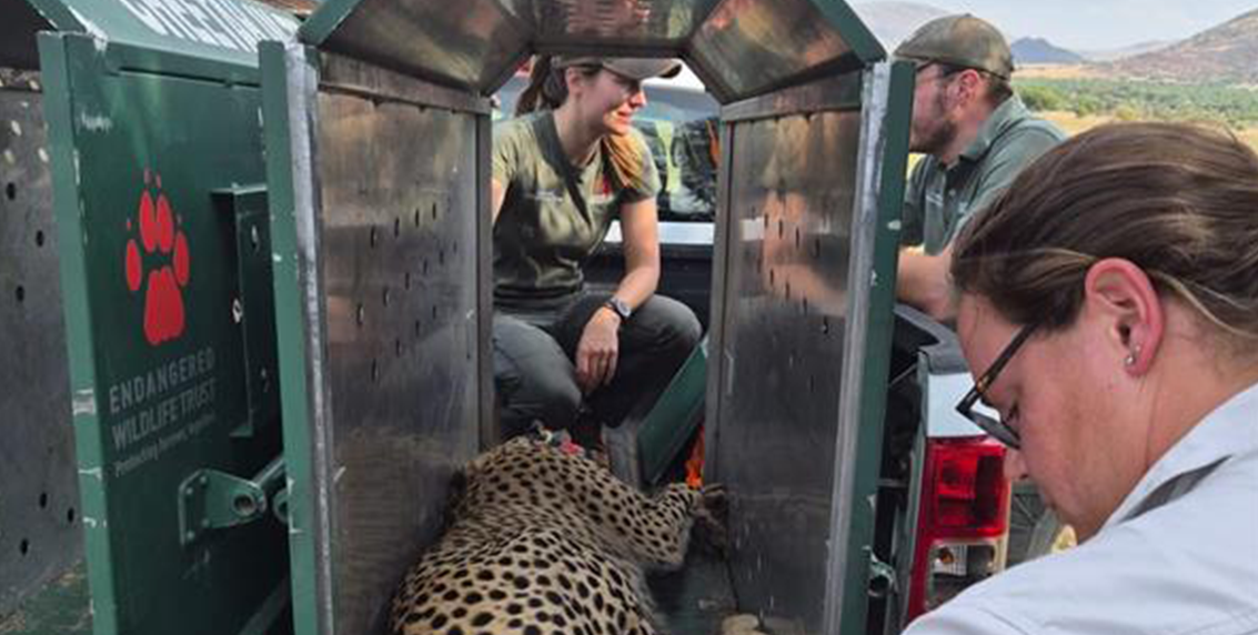 cheetah transport crates during Pilanesberg relocation