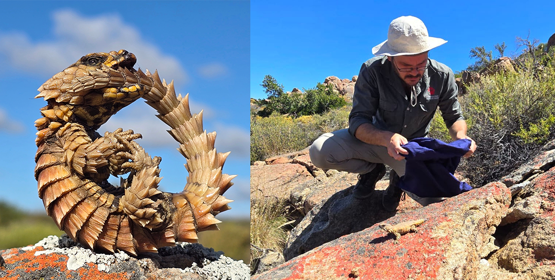Armadillo Girdled Lizard release in the Northern Cape
