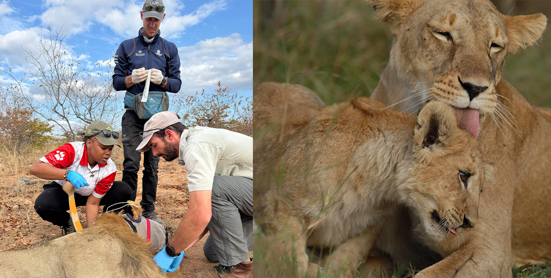 human-lion conflict mitigation technology in lion conservation efforts 2025