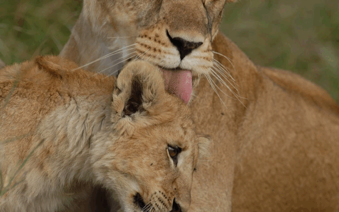 Lions: a year of success, collaboration and testing new ideas